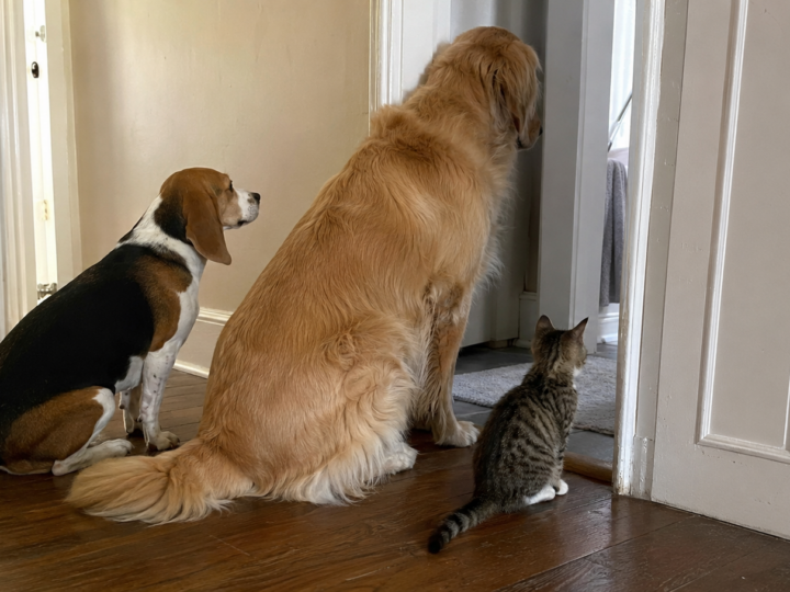 Why does my pet follow me to the bathroom? Moose, Pickle and Bean wait outside the door.